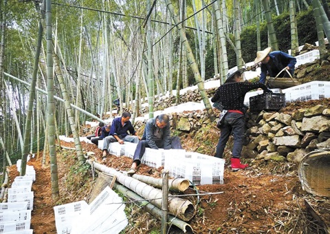 深挖森林“钱库”，，，，，，，，浙江林下生“金”